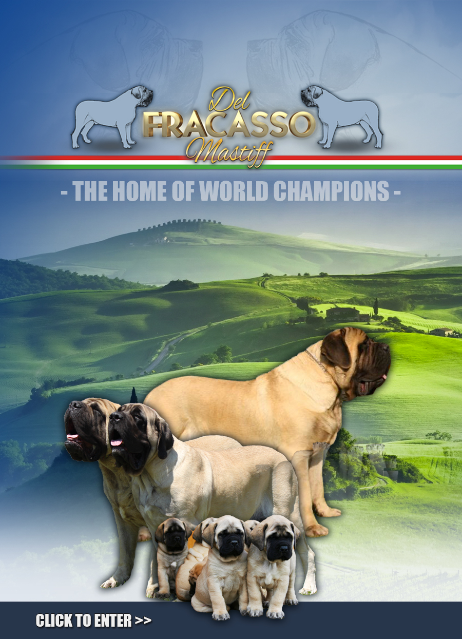 allevamento del fracasso cuccioli mastiff