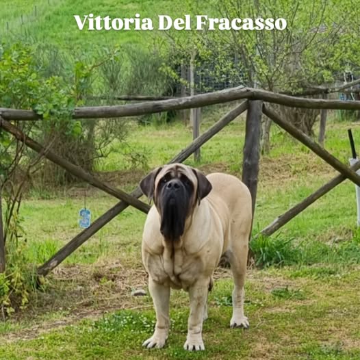 Vittoria Del Fracasso