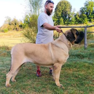 Rosco Del Fracasso 14 months