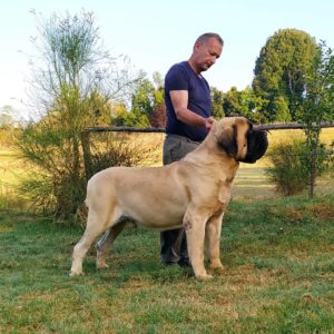 Ch. Urano del Fracasso 6 yrs
